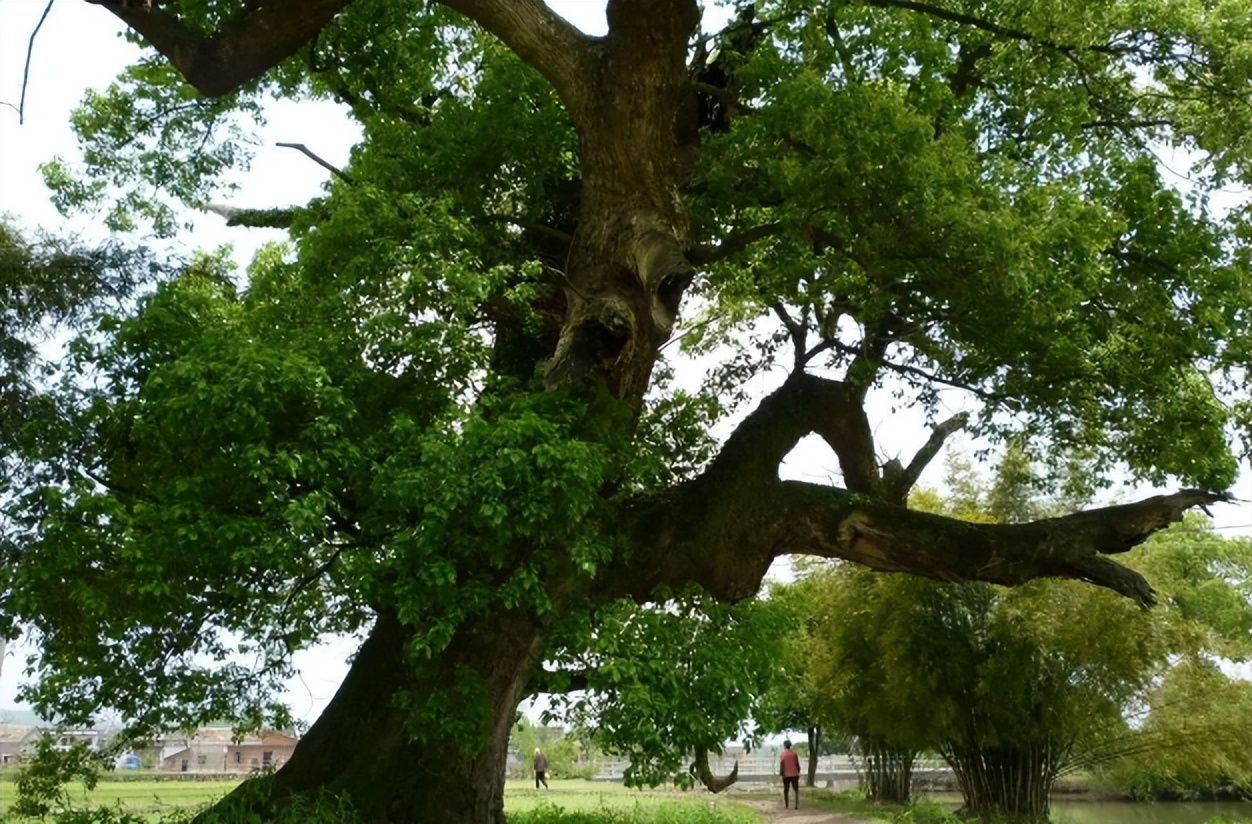 香樟树到底能不能砍伐,平凡却不简单的香樟树