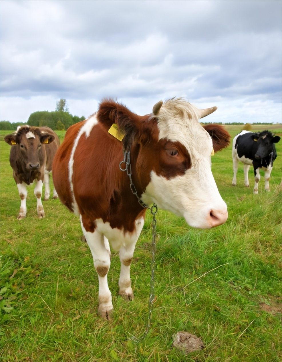 对牛毛色遗传影响：夏洛莱×荷斯坦种群中，真黑素与黑素的稀释