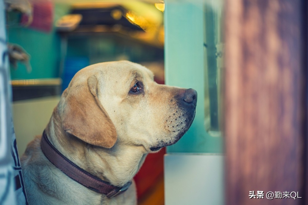 狗的一生三部曲,动物世界狗的一生