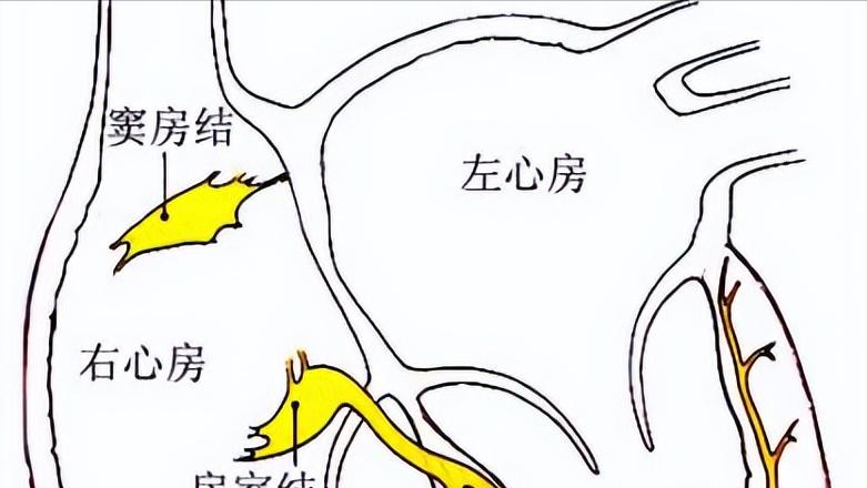 心脏跳动缓慢会影响睡眠吗,心脏跳动快慢和寿命长短有关系吗