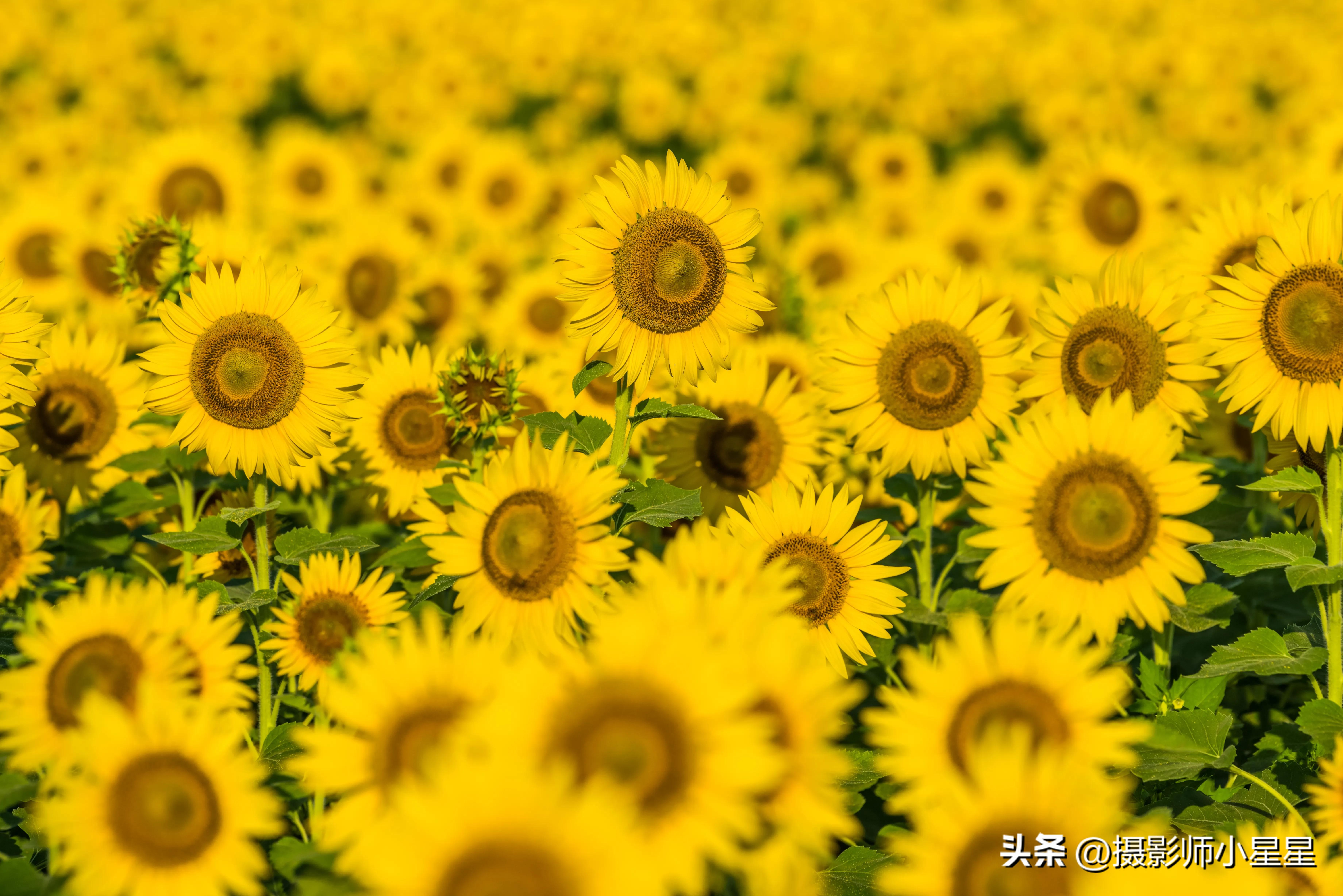 梵高向日葵拍摄,梵高向日葵欣赏视频