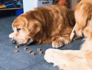 挑选好狗的几大诀窍,挑狗的方法和技巧冷知识