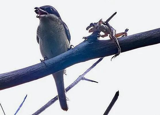 屠夫伯劳小说,伯劳屠夫鸟视频