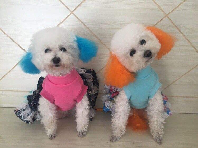 母比熊的优点,比熊应该怎么养才好看呢