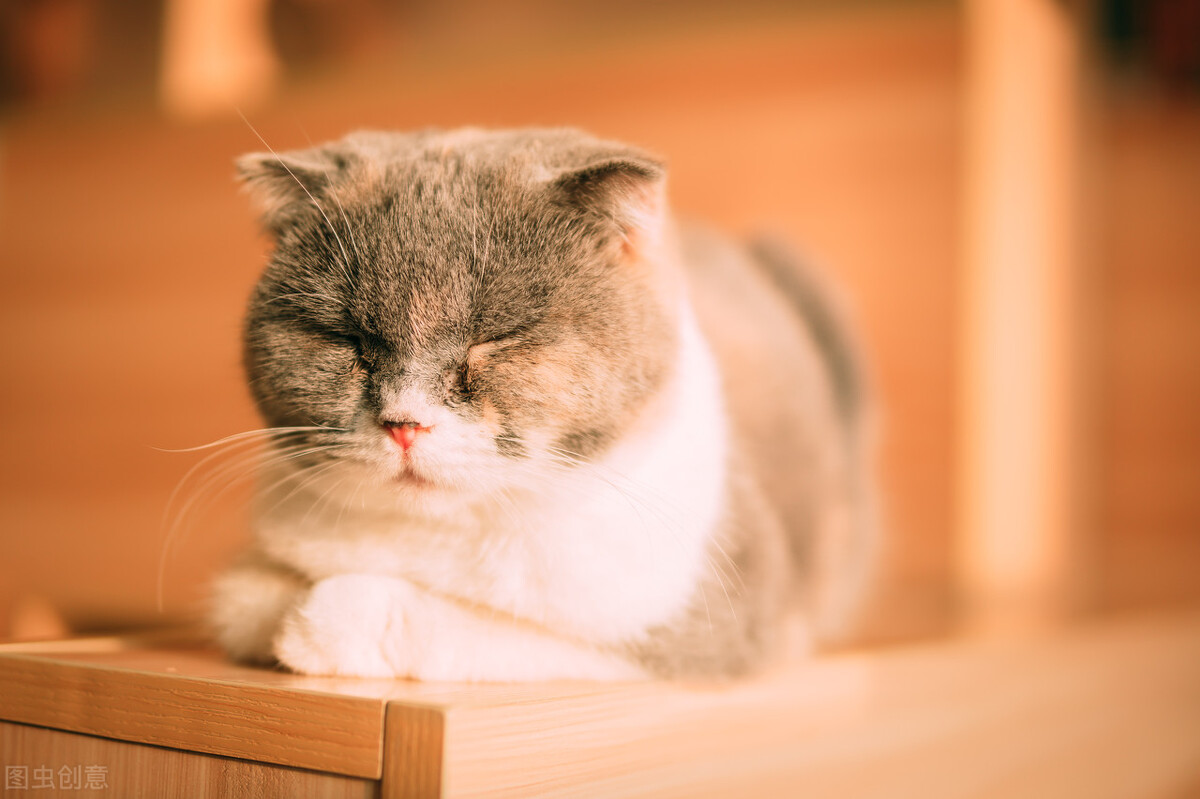 喜欢撸猫容易得什么皮肤病,撸猫可以治愈什么心理疾病