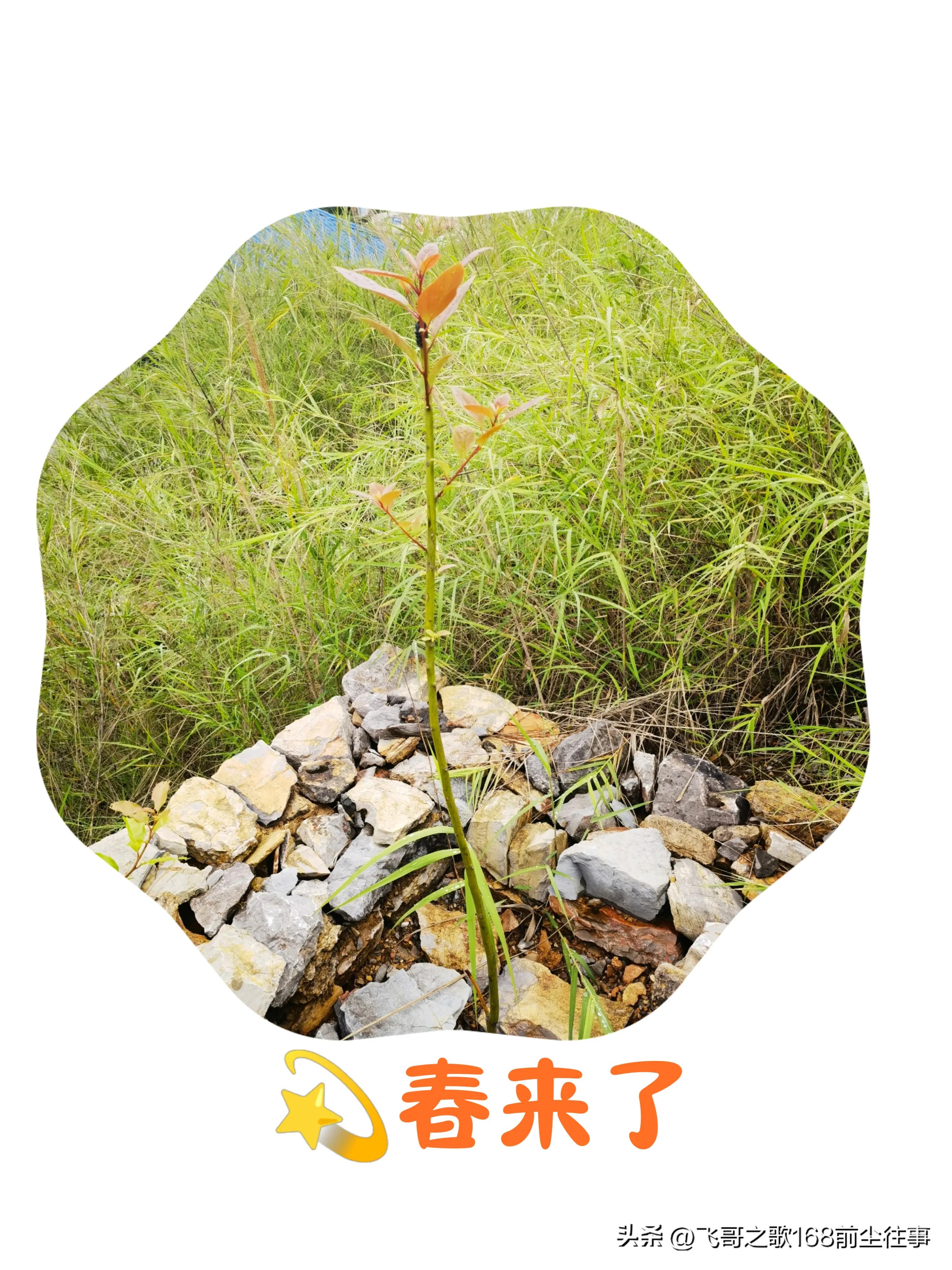 韩红天亮了含泪唱哭全场,孩子唱完天亮了跪谢韩红