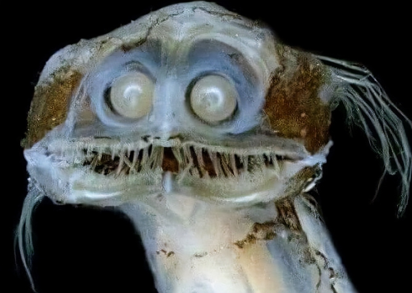 有没有人觉得猫头鹰长得很可怕,猫头鹰真正的照片