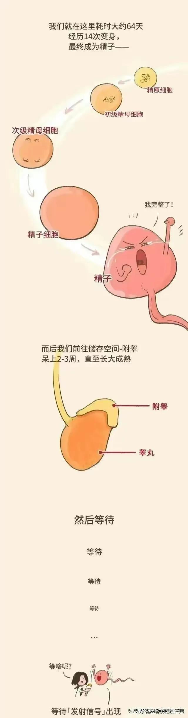 正经科普：体外射精真的可以避孕吗？（漫画）
