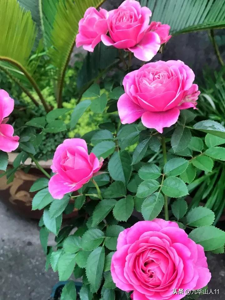 微型月季嫁接最佳品种,丰花微型月季品种有哪些