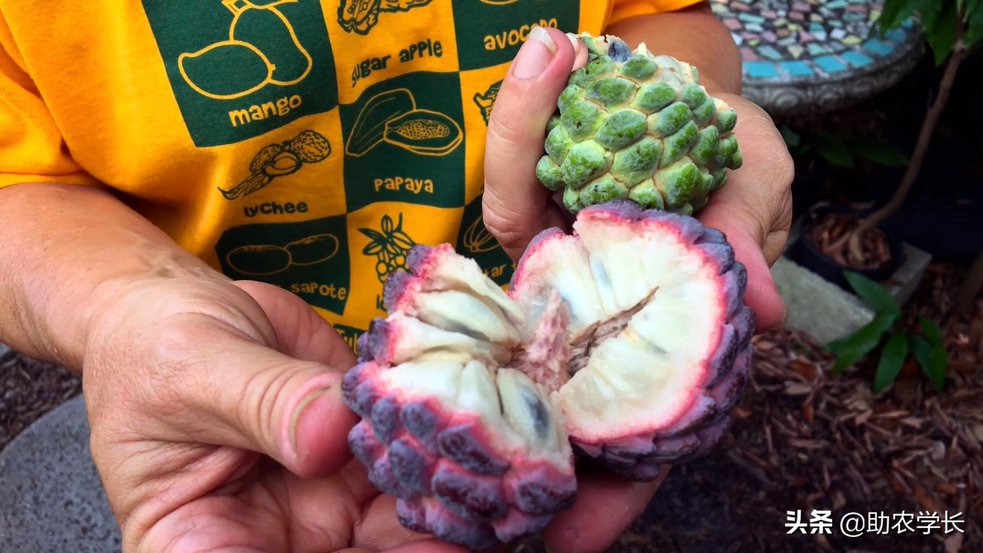 粉红的释迦果你吃过吗？番荔枝品种这么多，它们的区别有哪一些？