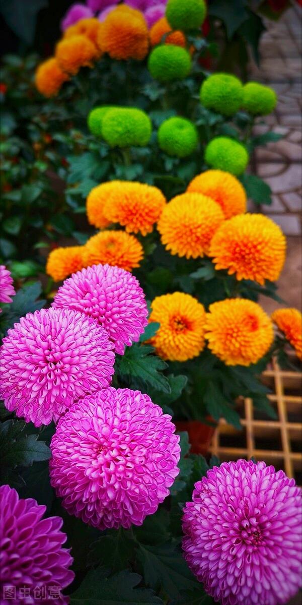 一花一深爱，花海美蓝天，花艳醉*光春**，花笑荡柔情，人间如仙境