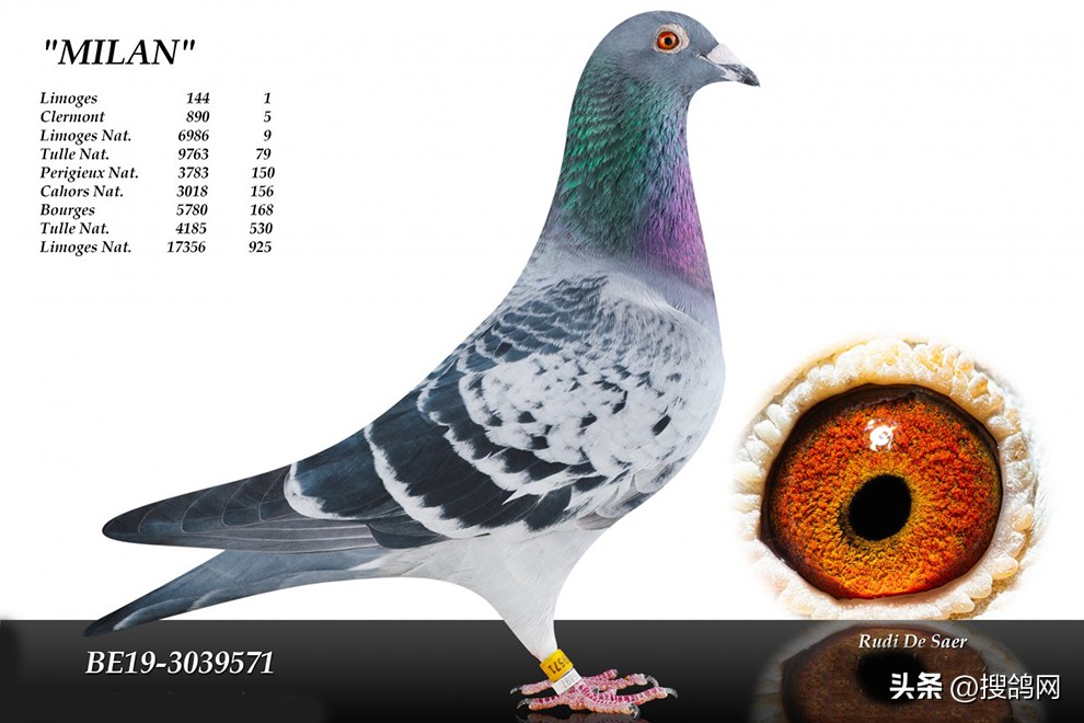 鲁迪狄萨尔信鸽,鲁迪狄萨尔鸽系的特点