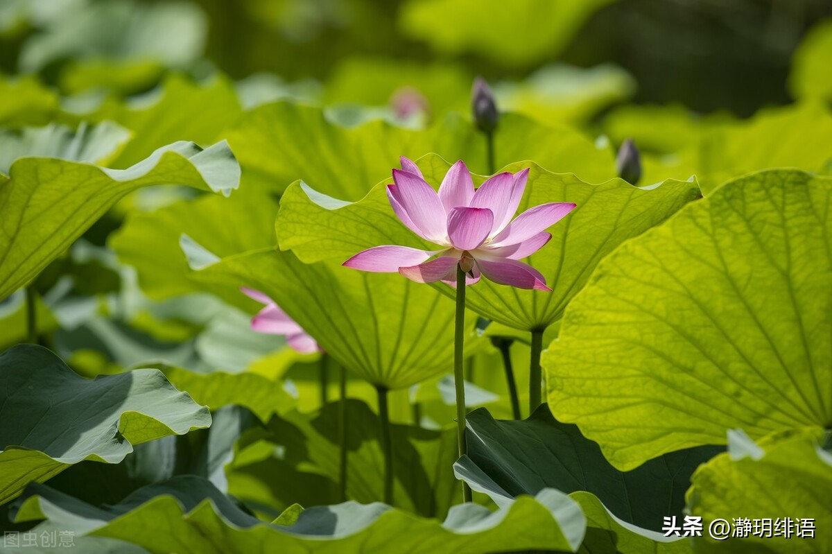 素心淡然过简单的生活就是幸福,淡定的人生最幸福