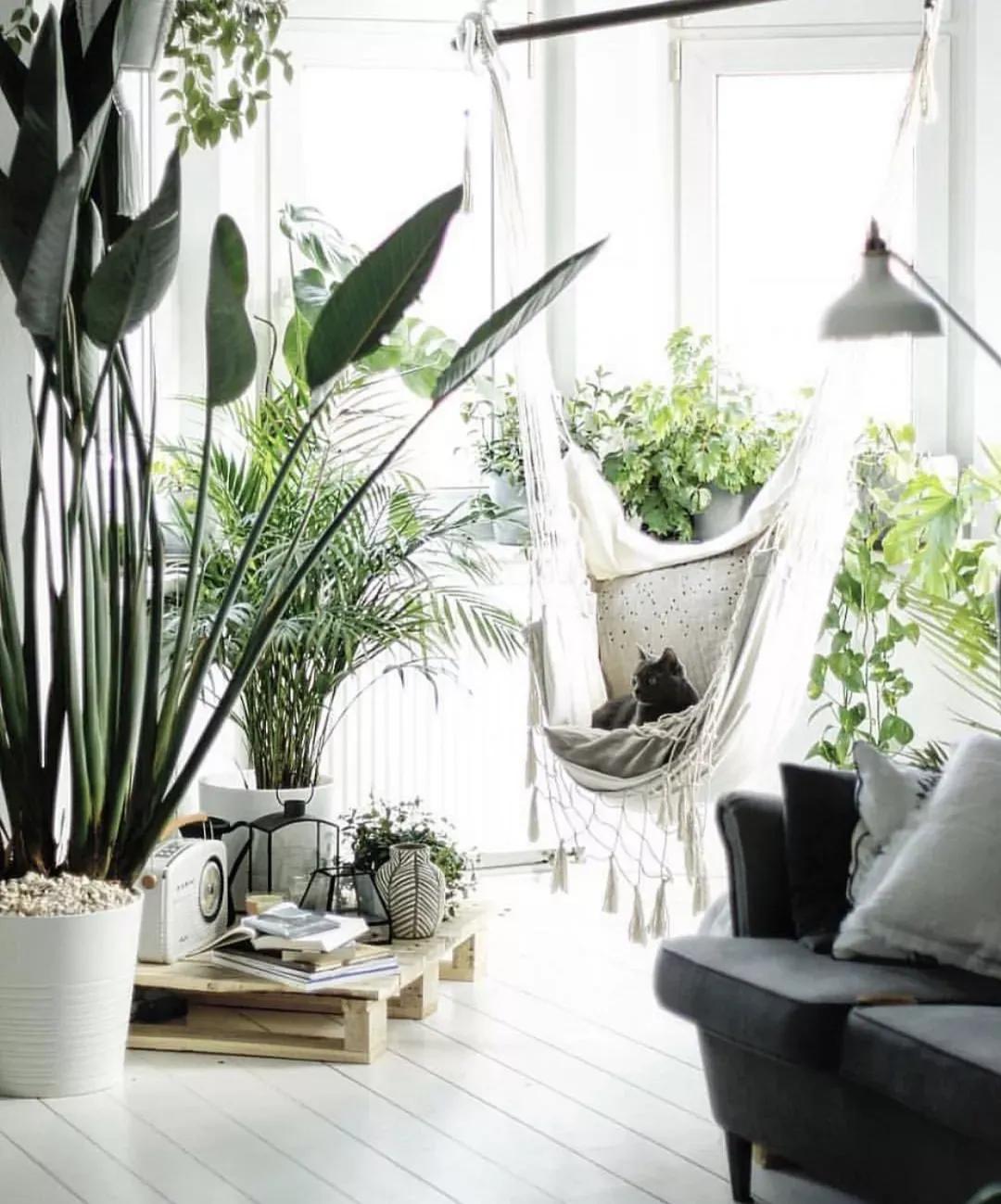 客厅实用盆栽植物有哪些,客厅一般放什么植物盆栽比较好