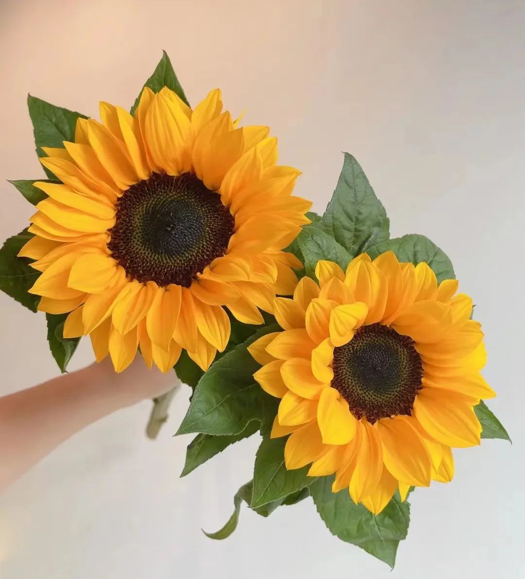 那些没说出口的话就留在心里,那些没说出口的话就藏在心里吧