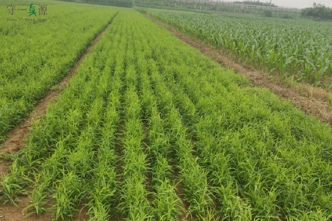 中药鉴定真假找谁,柴胡真假优劣鉴别