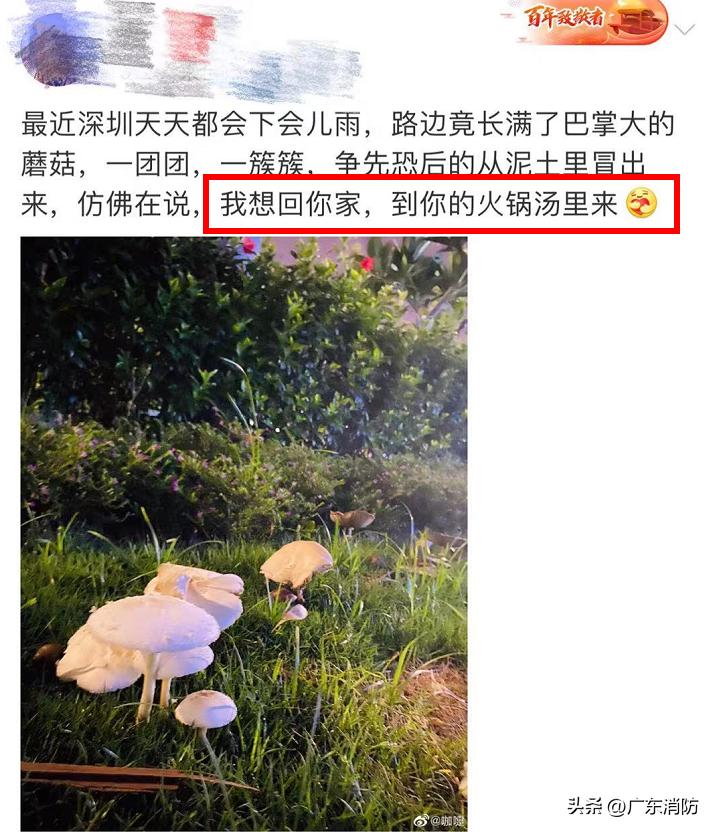 在深山老林捡菌子,夫妻深山捡菌子