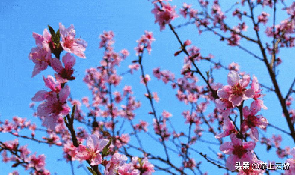 绿野春花,绵阳安州看花免费推荐