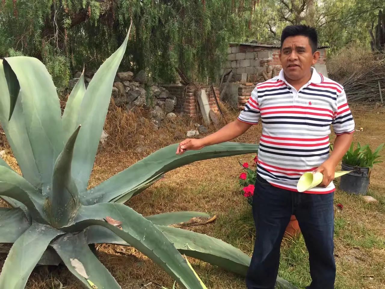 墨西哥城的人情世故,记忆中的墨西哥城