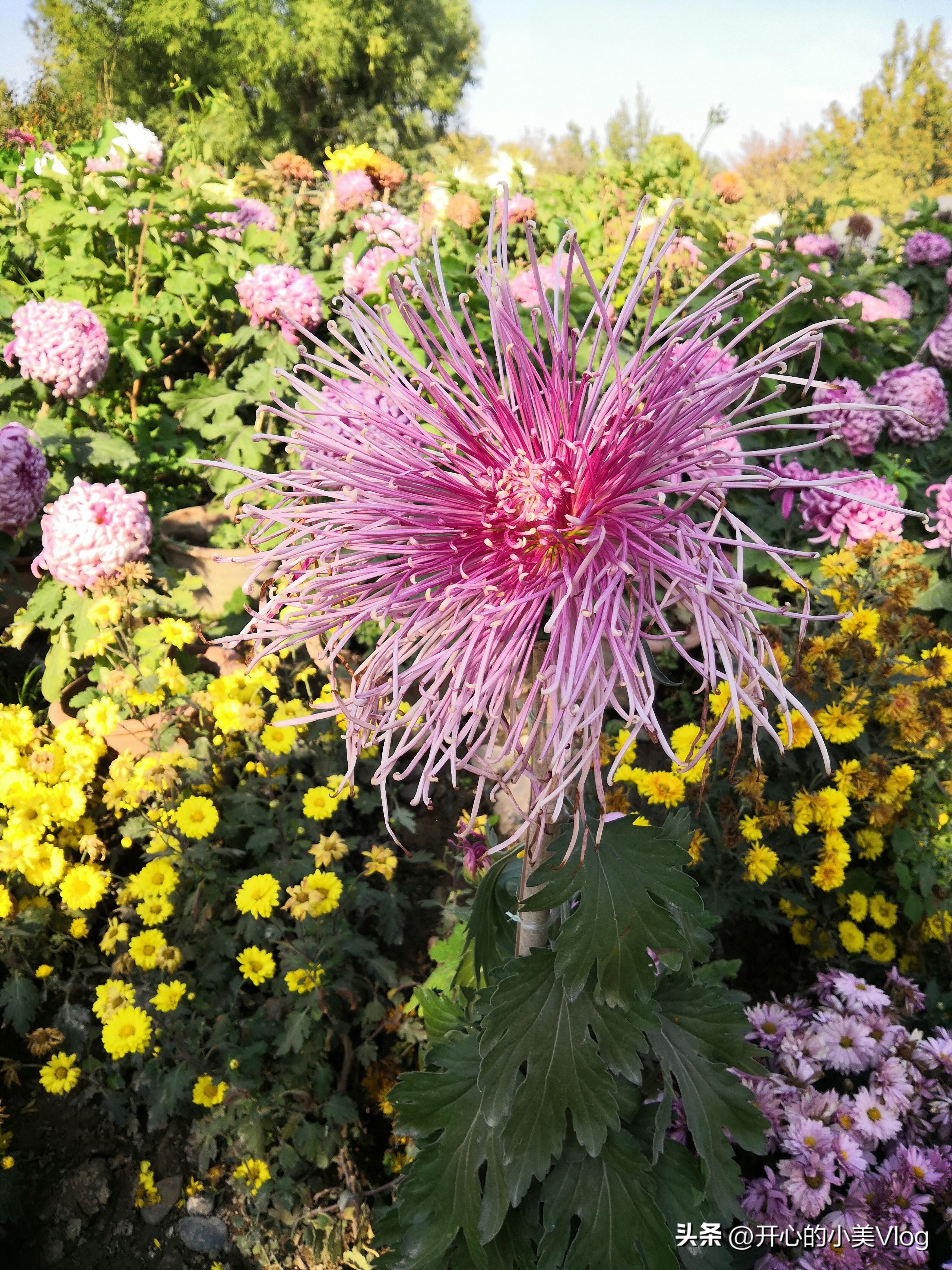 如果你有一个眼睛看不见的父亲