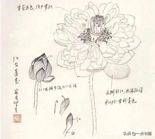 鍥界敾鑽疯姳鐢绘硶瑙嗛,娉煎ⅷ鑽疯姳鐢绘硶瑙嗛