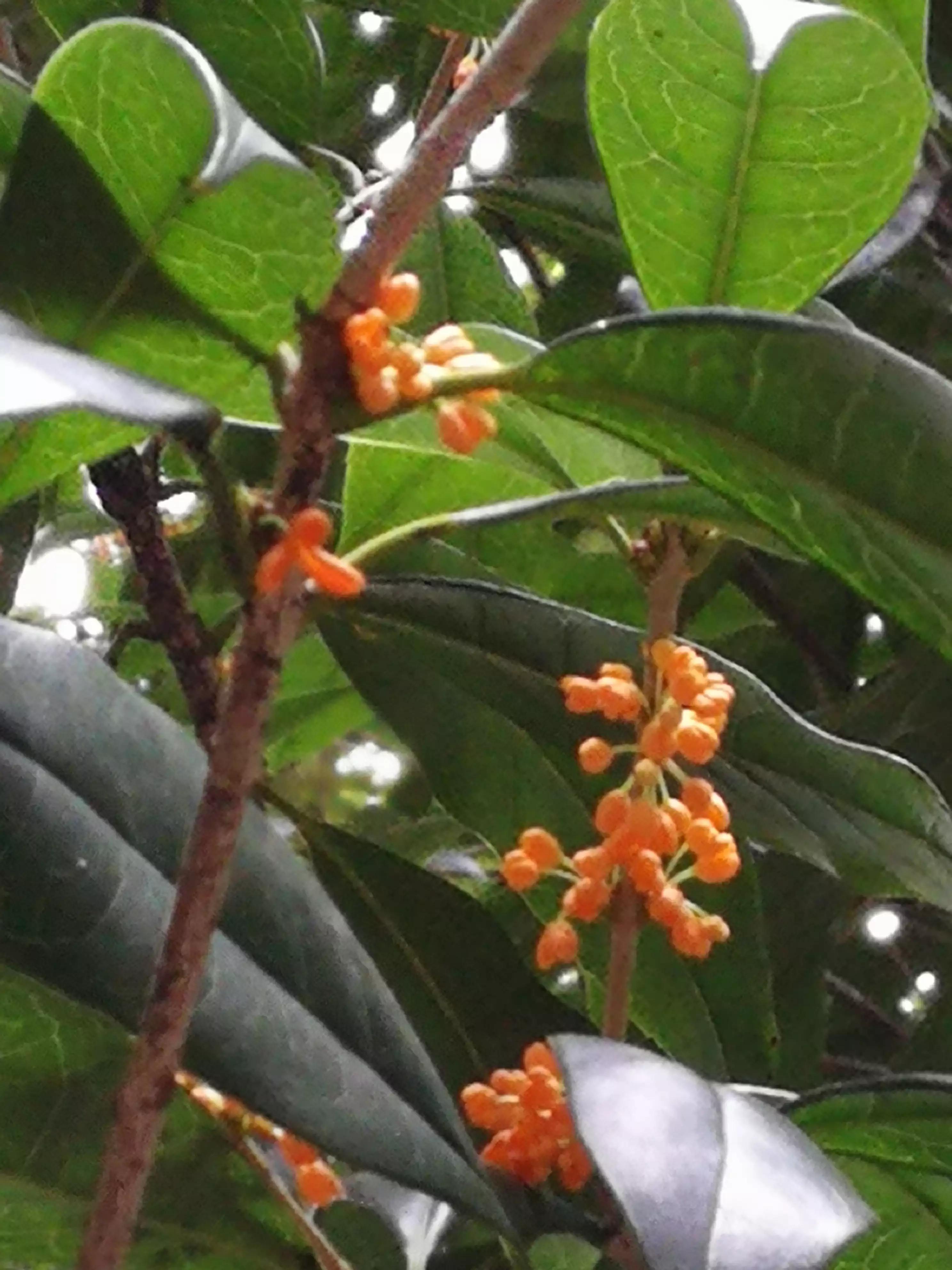 丹桂飘香中秋月,中秋月圆丹桂飘香