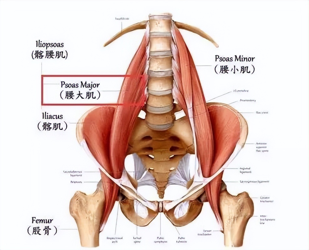 人体需要睡眠时间,人类需要睡眠多少小时