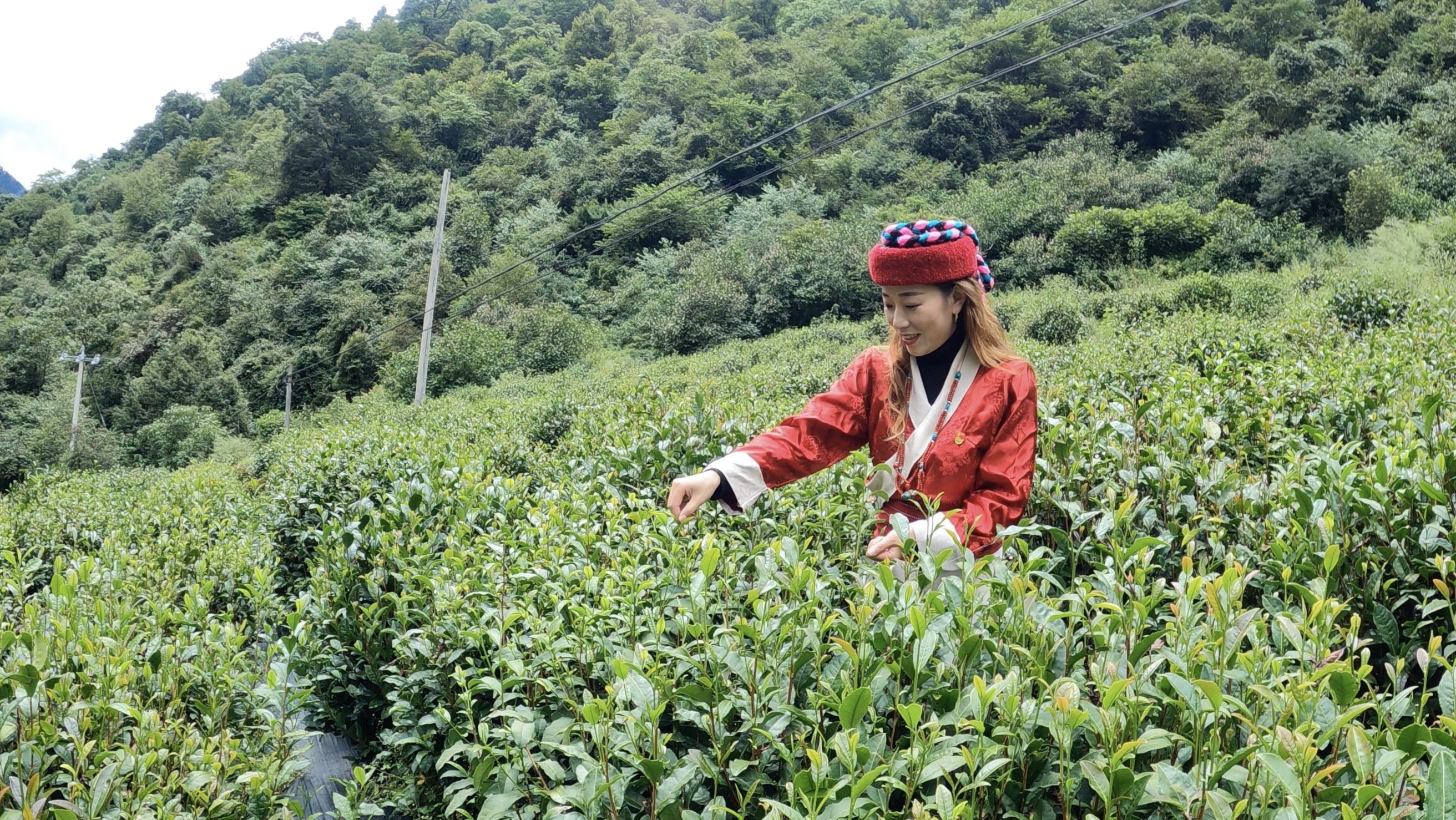 云南最高海拔的茶叶,海拔最高的茶叶产地在哪里