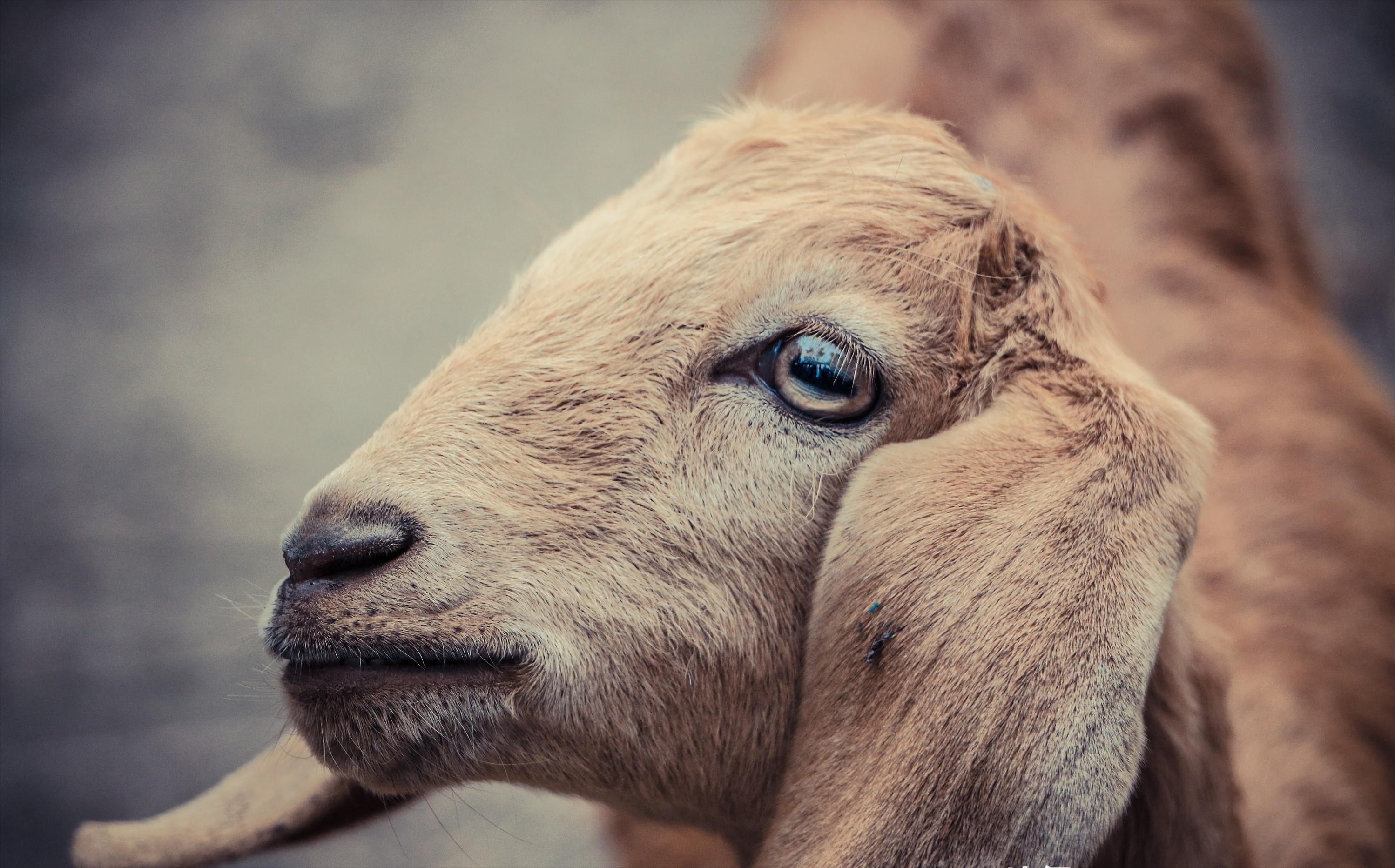 麻豆传媒覆灭记，月薪十万招聘女演员拍摄视频，最终落网了
