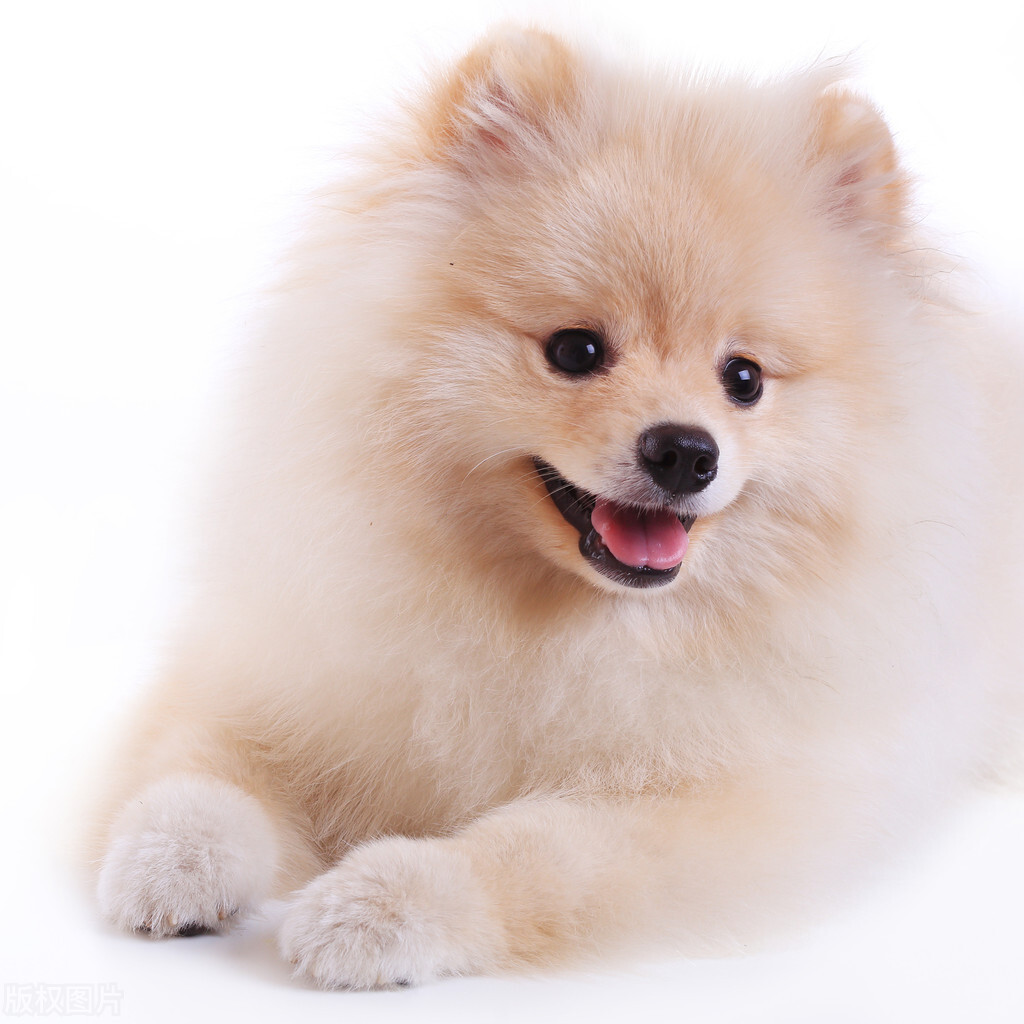 5种最受欢迎的狗狗你养了哪一种,最适合女生养的十一种可爱狗狗