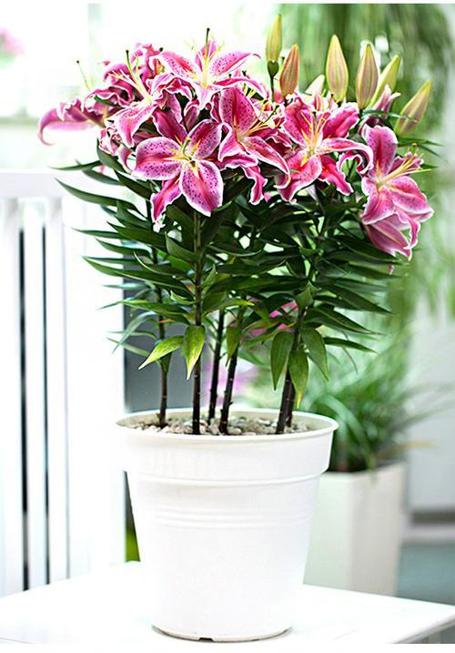 清香淡雅，香水百合的种植方法，以及养护技巧