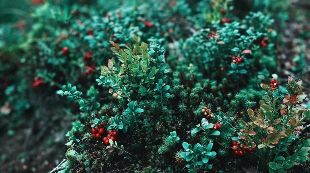 莓类浆果抗氧化抗炎,莓类抗氧化食物