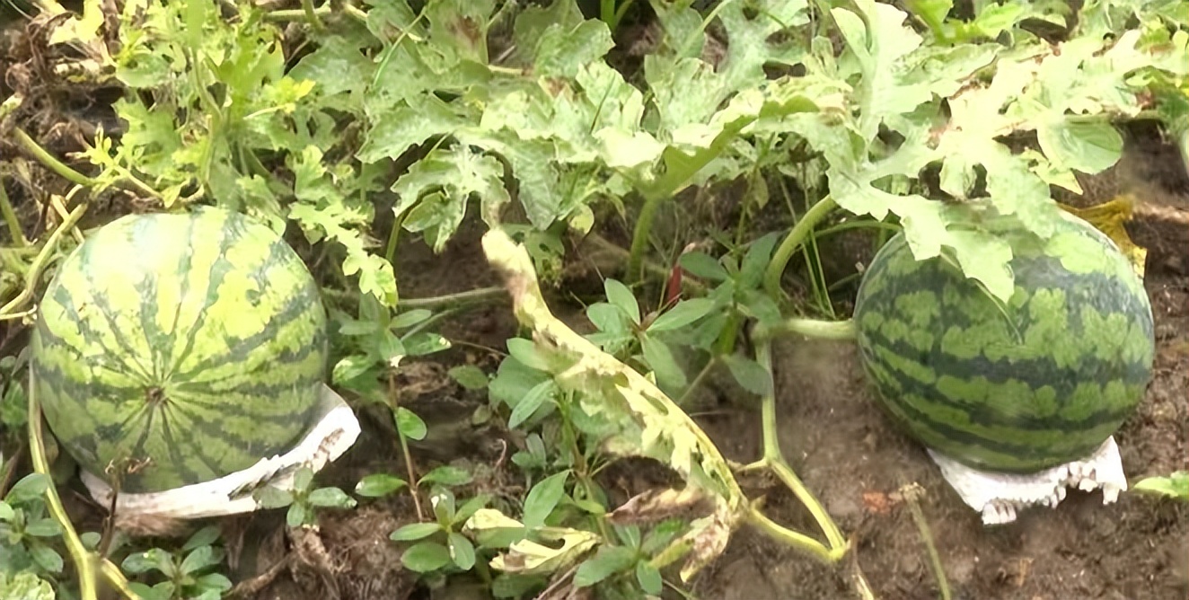 各种西瓜品种怎么选择好吃,西瓜分类和品种有哪些区别