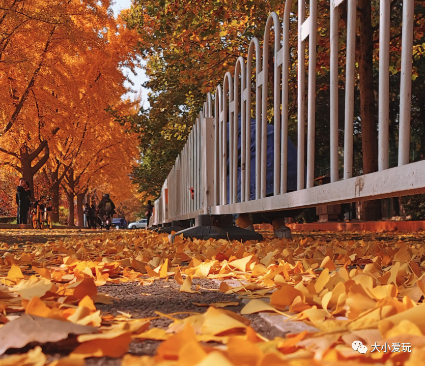 银杏最美的地方,金秋十月最美的银杏