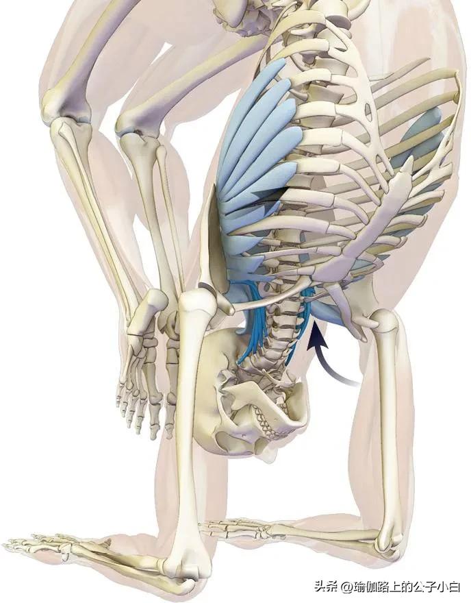 瑜伽解剖体式哈他,瑜伽解剖体式讲解