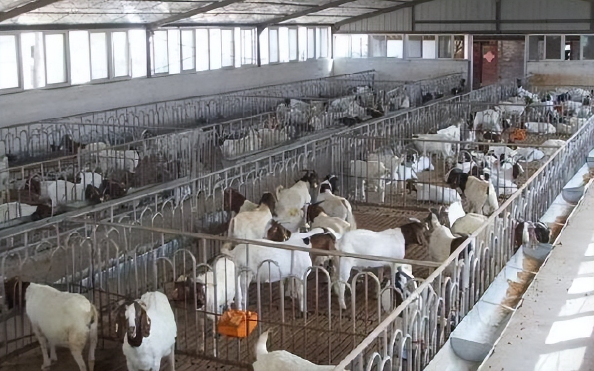 养殖业板块未来发展前景,养殖业发展前景可行性报告