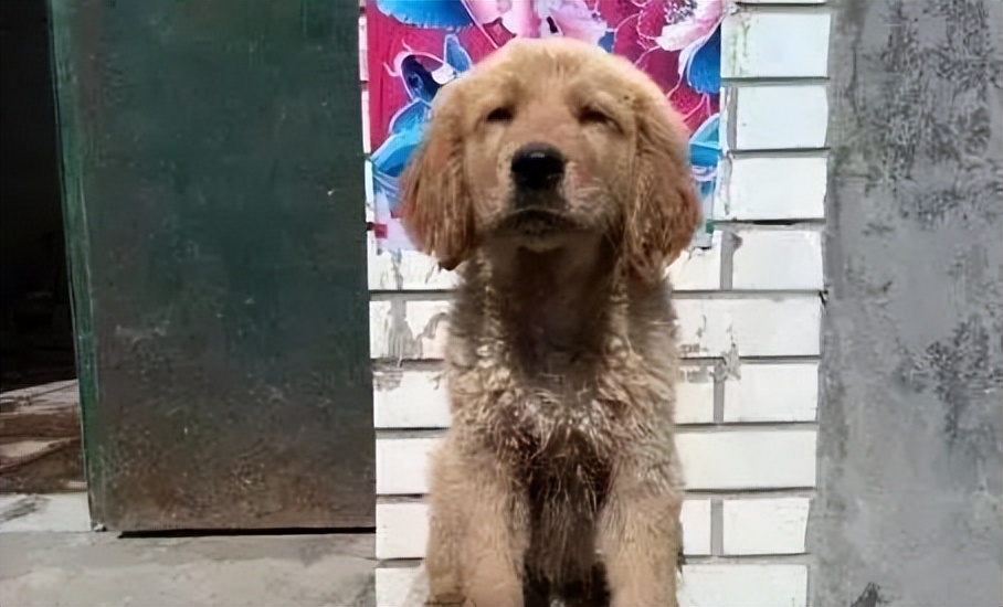 回族不吃猪肉，满族不吃狗肉，那汉族不吃啥肉？很多人却淡忘了