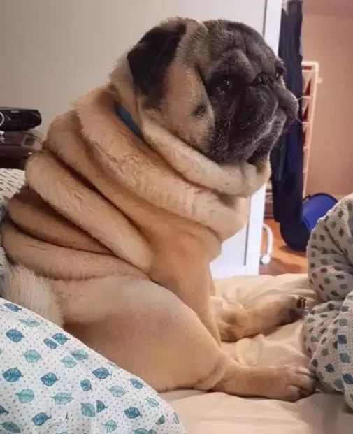 如何使巴哥犬长胖,巴哥犬太瘦怎么办