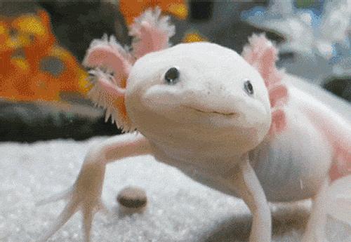 广州海关截获“六角恐龙”,花鸟市场50元6条,难道是濒危物种?