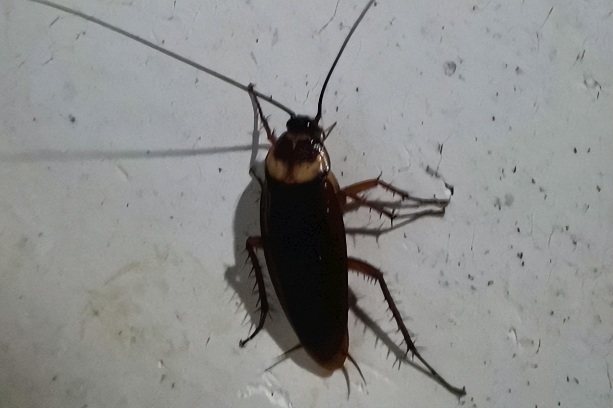 教你一招家里没有蟑螂的好办法,家里怎么就没有蟑螂小妙招