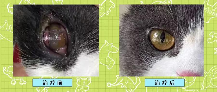 猫角膜溃疡怎么治疗,猫角膜溃疡用什么药