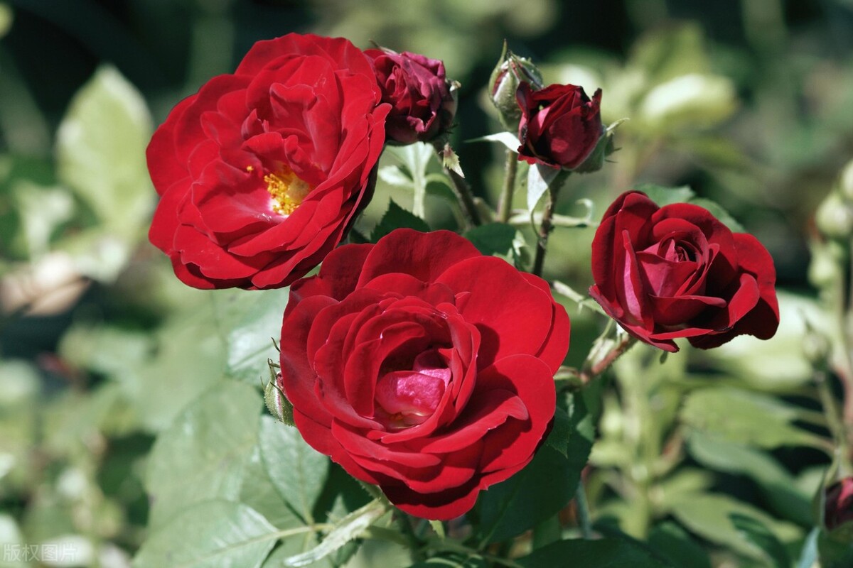 小王子littleprince英文原版,英文绘本thelittleprince