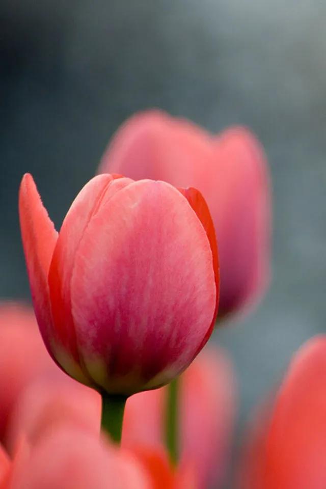 一花一世界一念一佳人的图片,一花一世界一叶一春秋图片