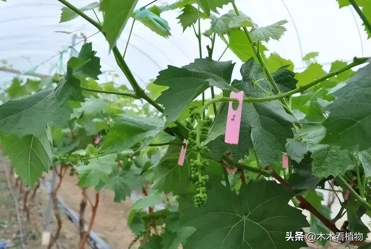 经常吃并不代表着你就了解它，一起来看看熟悉又陌生的葡萄吧