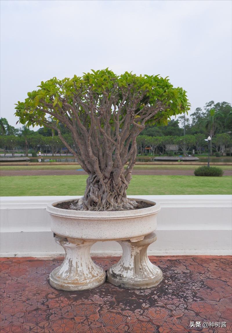 榕树适合什么树形,如何养好榕树盆景