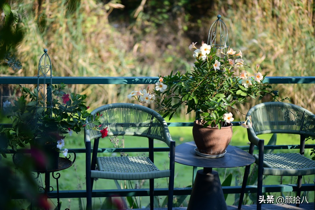 几乎没有存在感的七里香，到底是怎样的？|园丁