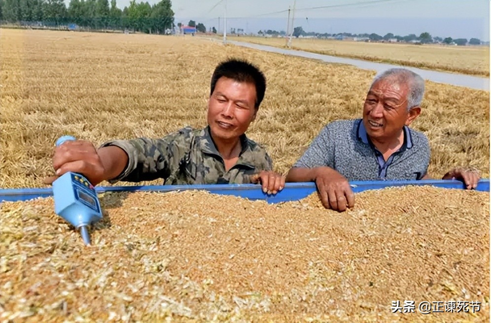 通过毛主席文选看教授专家们对于小麦卖青贮存建议处罚的乱象