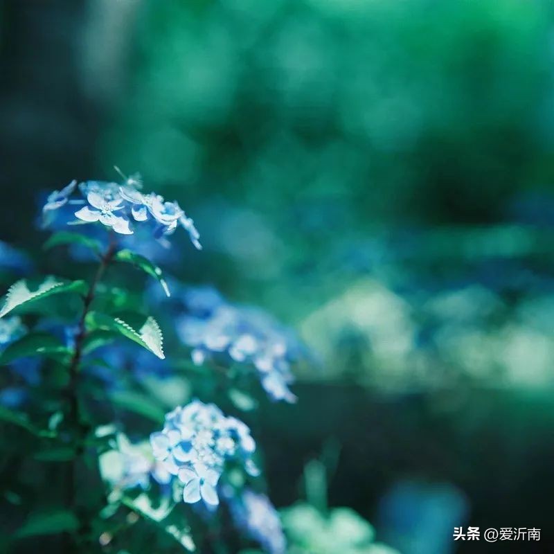 100句绝美春日诗词温柔又浪漫,微雨过小荷翻榴花开欲然