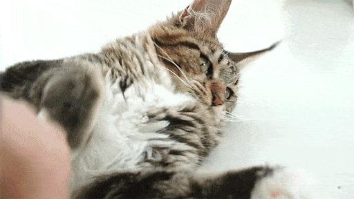 缅因猫好不好呀,缅因猫有不凶的吗