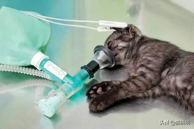 猫肥厚型心肌病分几期,猫得了hcm肥厚型心肌病